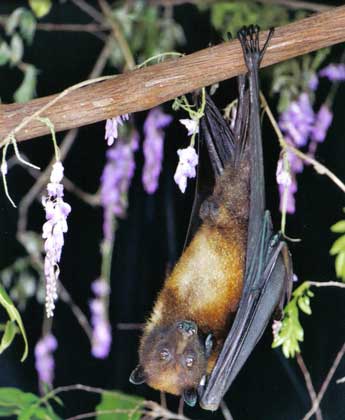  Lubee Bat Conservancy, Pamela Thomas     ОСТРОВНАЯ ЛЕТУЧАЯ ЛИСИЦА. (Pteropus hypomelanus)