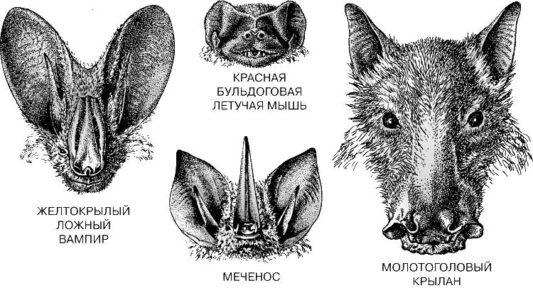 ЛЕТУЧИЕ МЫШИ – ГОЛОВЫ 4 ВИДОВ: Желтокрылый ложный вампир (Lavia frons); КРАСНАЯ Бульдоговая летучая мышь (Molossus rufus); Меченос (Lonchorhina aurita); Молотоголовый крылан (Hypsignathus monstrosus).