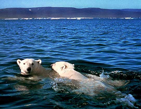  IGDA     БЕЛЫЕ МЕДВЕДИ встречаются в Арктике, где они охотятся в основном на тюленей.