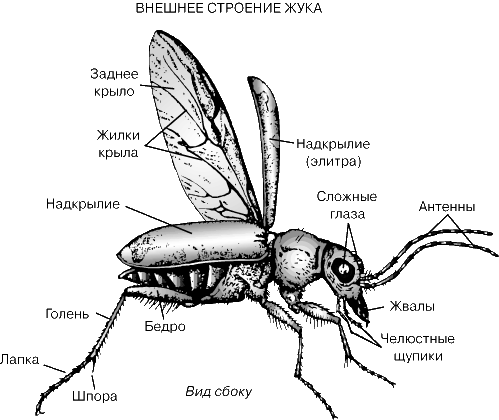 Жуки И Их Названия Фото