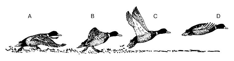 ВЗЛЕТ. Взлетая с воды, селезень энергично перебирает ногами и начинает махать крыльями, чтобы набрать достаточную скорость для отрыва от поверхности (A–D).