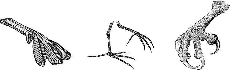 ТИПЫ НОГ. Ноги поганок служат хорошими ластами для плавания, поскольку пальцы снабжены кожистыми оторочками. Якана, распределяя вес тела на длинные тонкие пальцы, может ходить по плавающим листьям водных растений. Скопа использует свои крупные изогнутые когти для схватывания рыбы и другой добычи.