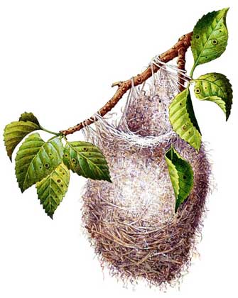  Atlas Edition's Artwork     БАЛТИМОРСКИЙ ТРУПИАЛ (Icterus galbula) из Северной Америки сплетает висячее гнездо из травинок.