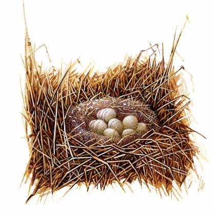  Atlas Edition's Artwork     ПАСТУШОК-ТРЕСКУН (Rallus longirostris) живет на болотах и строит гнезда на земле в зарослях травы.