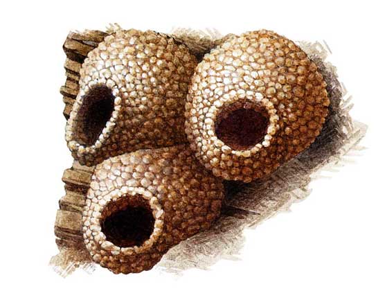  Atlas Edition's Artwork     АМЕРИКАНСКАЯ СКАЛИСТАЯ ЛАСТОЧКА (Petrochelidon pyrrhonota) лепит кувшиновидные гнезда из глины, прикрепляя их к скалам или стенам построек.