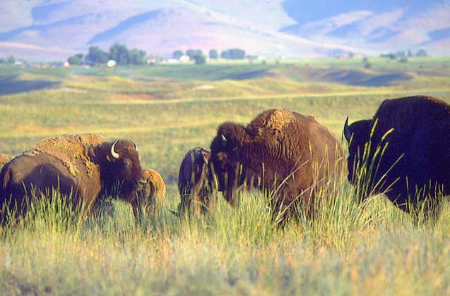  IGDA/G. Sioen     БИЗОНЫ, пасущиеся в заповеднике на территории Монтаны (США).