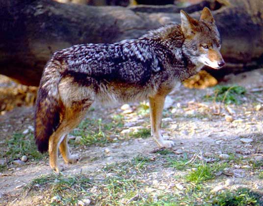  IGDA/A. Calegari     КОЙОТ, или луговой волк (семейство псовые), – обитатель прерий и полупустынь запада Северной Америки.