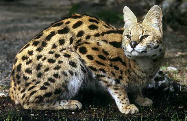 IGDA/Dani-Jeske     СЕРВАЛ – крупная кошка, обитающая в кустарниковых зарослях почти по всей Африке.