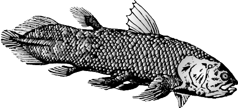 ЛАТИМЕРИЯ – «живое ископаемое». Рыбы этого отряда считались вымершими еще в мезозое, пока в 1938 у берегов Южной Африки не был пойман его первый живой представитель.