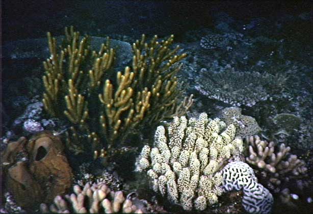  ©Great Barrier Reef Park Authority     МНОГООБРАЗИЕ ТВЕРДЫХ И МЯГКИХ КОРАЛЛОВ
