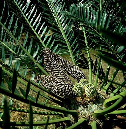  IGDA/2 P     САГОВНИК – внешне похожее на пальму голосеменное растение, семена которого образуются не в плодах, а на чешуях шишек.