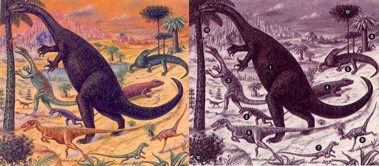 ЖИЗНЕННЫЕ ФОРМЫ ТРИАСОВОГО ПЕРИОДА. Триасовый период начался ок. 225 млн. лет назад и длился примерно 35 млн. лет. Динозавры появились именно в этом периоде и к концу его стали доминировать на суше. Вместе с ними на Земле жили многочисленные амфибии, а также другие рептилии, в том числе мелкие зверообразные формы. Растительность в основном состояла из хвойных деревьев, древовидных папоротников и саговников. В приведенном ниже списке названия динозавров даны без уточнения группы, к которой относится род. 1 – Plateosaurus; 2 – Saltoposuchus (текодонт); 3 – Coelophysis; 4 –  Cynognathus (зверообразная рептилия); 5 – Rutiodon (полуводная рептилия); 6 – Herrerasaurus; 7 – Euparkeria (текодонт); 8 – Procompsognathus; 9 – Macrotaeniopteris (папоротник); 10 – Wielandiella (беннеттитовое); 11 – Williamsonia (беннеттитовое); 12 – Араукария (хвойное).