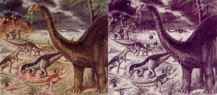 ЖИЗНЕННЫЕ ФОРМЫ ЮРСКОГО ПЕРИОДА. Юрский период начался ок. 190 млн. лет назад и закончился 135 млн. лет назад. Тогда появились огромные хищные динозавры, например Allosaurus, и их гигантские растительноядные сородичи, такие, как Apatosaurus. В воздух поднялись первые птицы и летающие ящеры, а в морях плавали морские рептилии. Были обильны и широко распространены хвойные растения и саговники. В приведенном ниже списке названия динозавров даны без уточнения группы, к которой относится род. 1 – Apatosaurus; 2 – Археоптерикс (примитивная птица); 3 – Allosaurus; 4 – Camptosaurus; 5 – Неокаламиты (примитивные растения); 6 – Ихтиозавры (морские рептилии); 7 – Stegosaurus; 8 – Plesiosaurus (морская рептилия); 9 – Rhamphorhynchus (летающий ящер); 10 – Pterodactylus (летающий ящер); 11 – Williamsonia (беннеттитовое); 12 – Араукария (хвойное); 13 – Dilophosaurus; 14 – Cycadeoidea (беннеттитовое); 15 – Ornitholestes; 16 – Compsognathus; 17 – Matonia (папоротник).