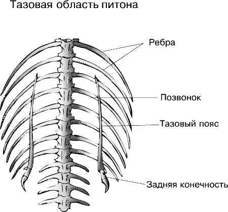 ТАЗОВАЯ ОБЛАСТЬ ПИТОНА. Скелет поддерживает и соединяет между собой части тела животного. У позвоночных (за исключением хрящевых рыб) он состоит в основном из костной ткани.