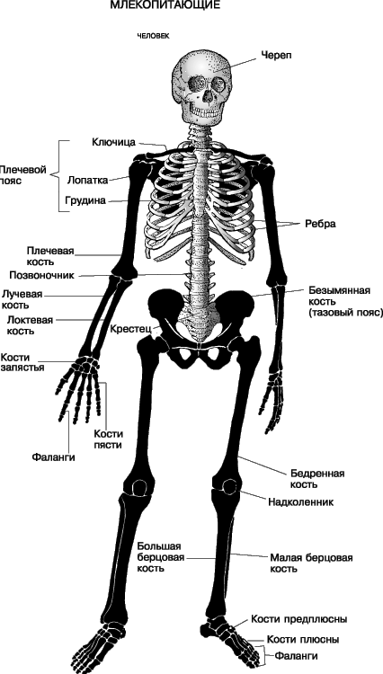 СКЕЛЕТ ЧЕЛОВЕКА. У позвоночных скелет содержит, кроме костей, хрящ и соединительную ткань. У беспозвоночных бывает наружный скелет, часто из прочного, жесткого материала, но у некоторых скелета нет вообще.Человек стоит на ногах вертикально; его руки функционируют как хватательные органы.