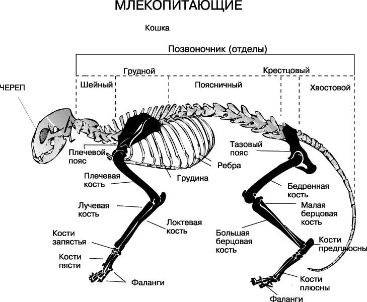 СКЕЛЕТ КОШКИ. В скелетах саламандры, черепахи и кошки четко выделяются элементы плечевого и тазового поясов, к которым прикреплены кости передних и задних конечностей.