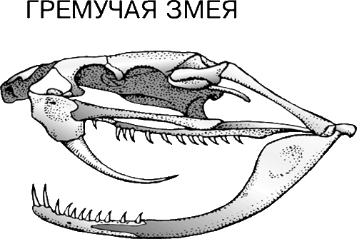 Пресмыкающиеся зубная система. Строение черепа ядовитой змеи. Строение челюсти ядовитой змеи. Череп млекопитающих.