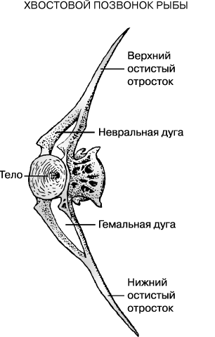 ЭТОТ ПОЗВОНОК из хвоста рыбы несет два остистых отростка, отходящих вверх и вниз от его тела. Спинной мозг проходит под невральной дугой, а хвостовые артерия и вена – под гемальной.