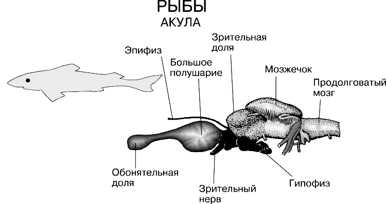 Какой мозг у акулы. Схема строения головного мозга акулы. Головной мозг акулы сбоку. Нервная система рыб схема. Строение головного мозга рыбы.