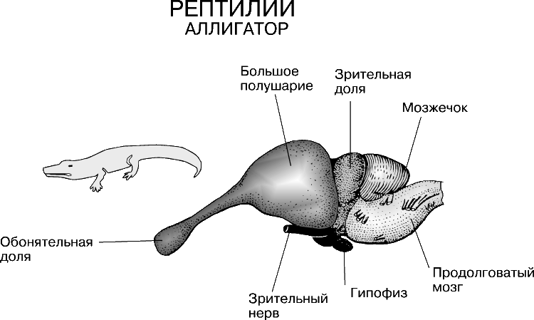 Отделы мозга ящерицы