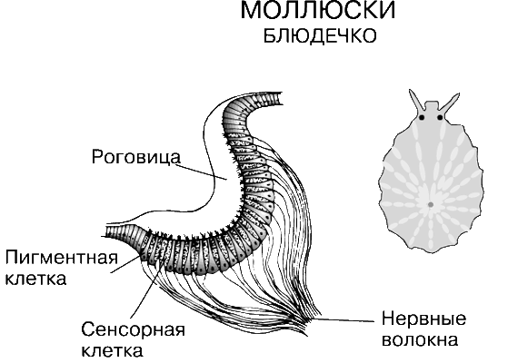 Статоцисты это