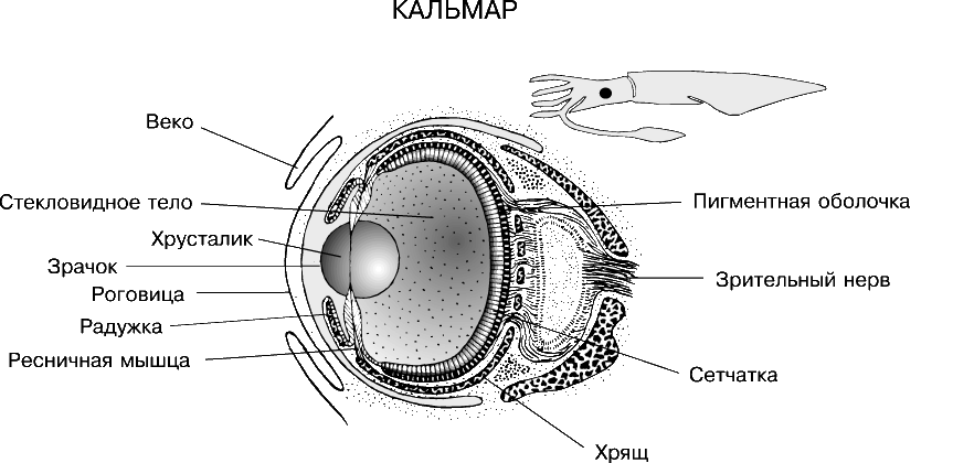ГЛАЗА КАЛЬМАРА. У кальмара прекрасно развиты камерные глаза, почти такие же по строению, как у позвоночных, но совершенно иные по эволюционному происхождению.