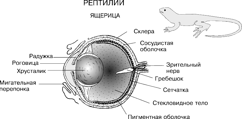 Строение глаза пресмыкающегося. Строение глаза рептилий. Строение глаза пресмыкающихся. Глаз пресмыкающиеся строение.