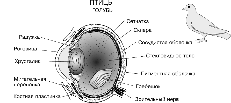 Глаза у птиц особенности