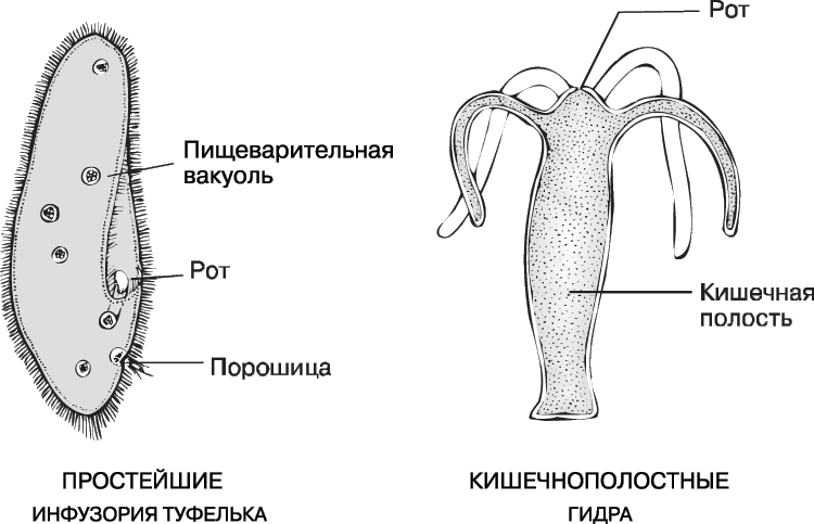 Пищеварительная система кишечнополостных схема. Эволюция пищеварительной системы кишечнополостных. Пищеварительная система кишечнополостных гидра. Органы пищеварительной системы простейших. Пили у простейших