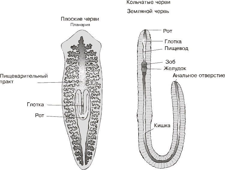 Сквозной кишечник у червей. Пищеварительная система плоского червя. Схема пищеварительной системы плоского червя. Строение пищеварительной системы плоских червей. Схема пищеварения плоских червей.
