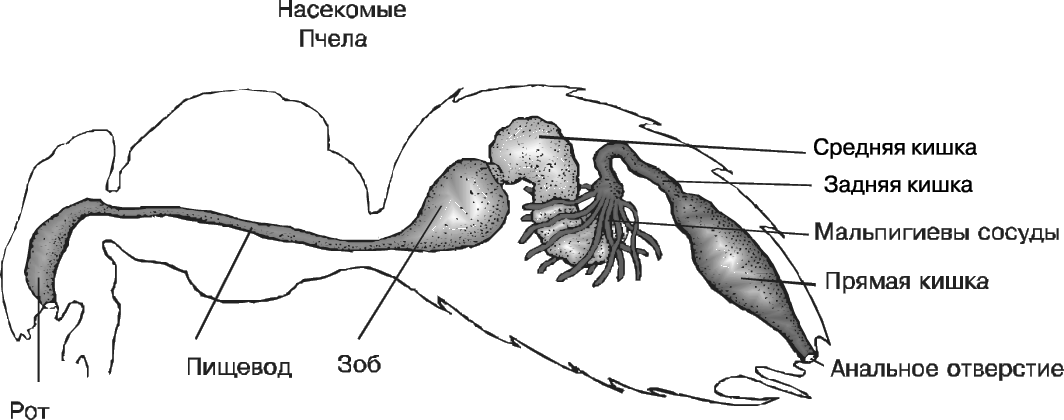 Какой класс имеет мальпигиевы сосуды. Строение выделительной системы пчелы. Выделительная система насекомых схема. Пищеварительная система насекомых. Мальпигиевы сосуды пчелы.