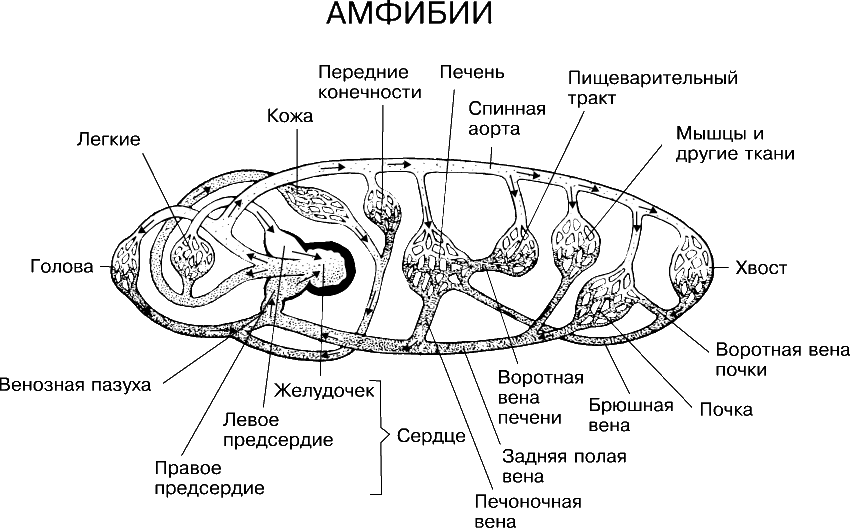 Сердце крокодилов состоит из камер. Кровообращение амфибий схема. Кровеносная система амфибий схема. Кровеносная система личинок земноводных. Кровяная система амфибий.