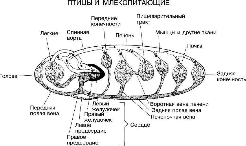 Млекопитающие кровообращение и дыхание