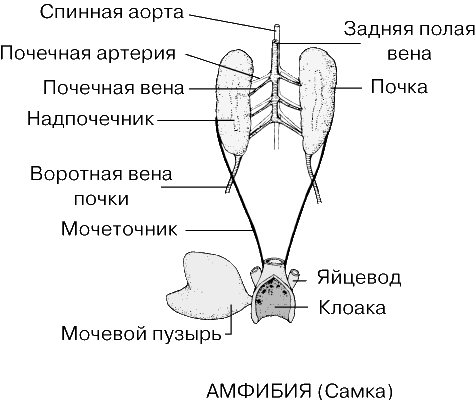 Мочеточник у земноводных