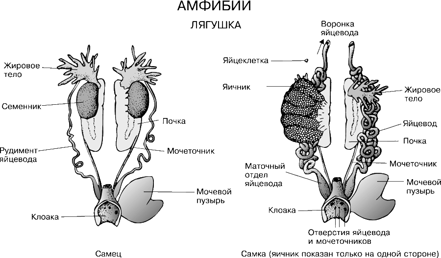 Половая система лягушки строение. Мочеполовая система сами лягушки. Строение половой системы самца лягушки. Мочеполовая система самца лягушки схема. Назовите органы размножения