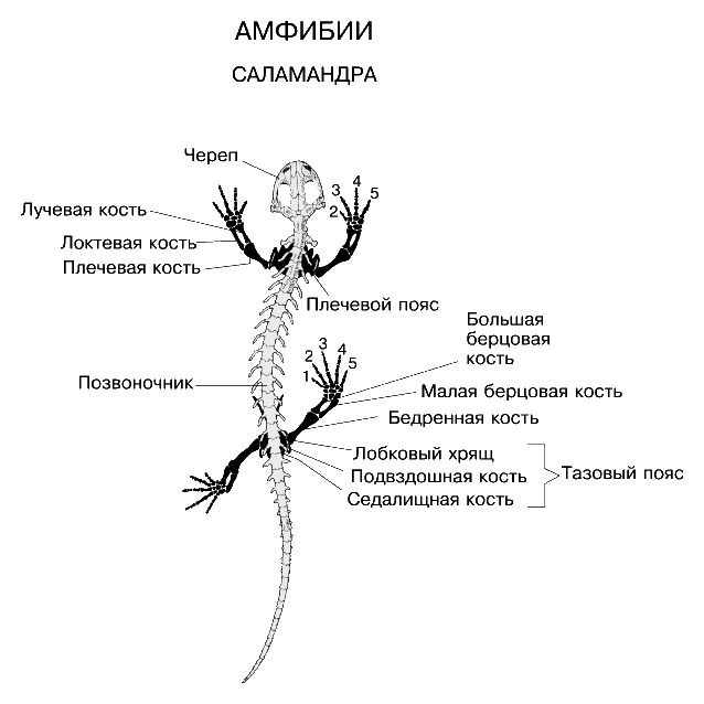 Ящерица конечности тела. Хвостатые земноводные внутреннее строение. Хвостатые земноводные внешнее строение. Строение скелета хвостатых земноводных. Строение Саламандры скелет.