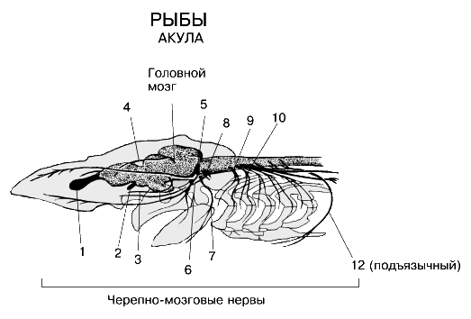 Какой мозг акулы. Нервная система акулы. Хребтовый нерв рыбы строение. Мозг акулы схема. Кювьеровы протоки.