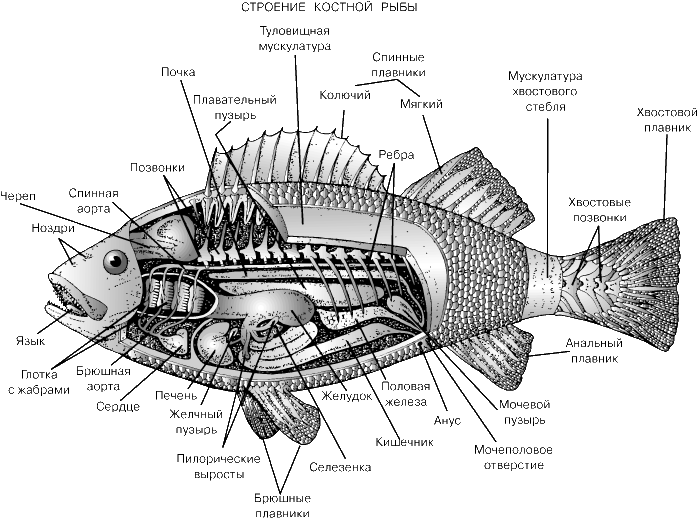 § 30. Рыбы. Класс Лучепёрые рыбы: внешнее строение, скелет и мускулатура