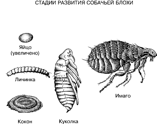 Живут Ли Блохи На Человеке Фото