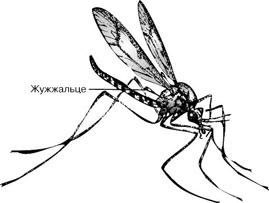 ЖУЖЖАЛЬЦА, несущие у своего основания механорецепторы позволяют насекомому поддерживать равновесие в полете.