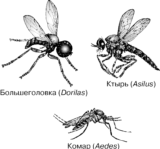 Двукрылые насекомые представители. Отряд Двукрылые представители. Строение двукрылых насекомых. Отряд Двукрылые строение крыльев. Комар членистоногие двукрылые