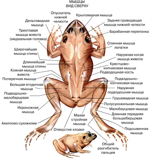 Доклад по теме Лягушки 