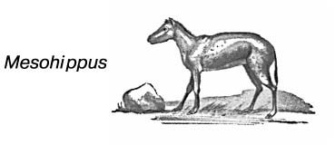 Эволюционное развитие лошади. Mesohippus