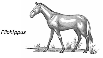 Эволюционное развитие лошади. Pliohippus