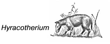 Эволюционное развитие лошади. Hyracotherium