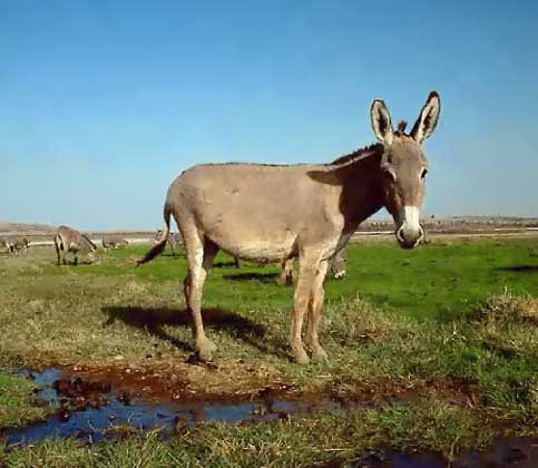 ДИКИЙ ОСЕЛ (Equus asinus), называемый также африканским, относится к тому же роду, что и лошадь с зеброй. На воле это резвое стадное животное. Оно было первым приручено для использования в качестве вьючного скота и в одомашненной форме называется ишаком. IGDA/P. Jaccod