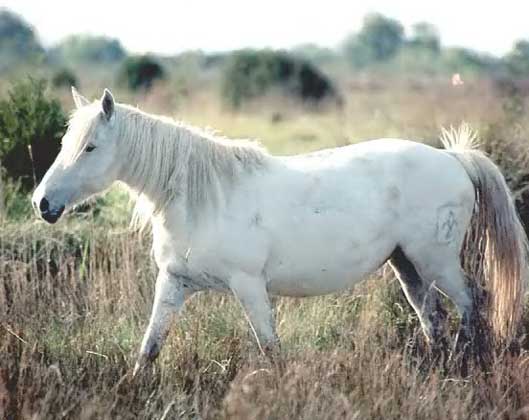 НА СНИМКЕ изображена домашняя лошадь (Equus caballus) камаргской породы, происхождение которой точно не известно. Любопытно, что жеребята у нее рождаются бурыми, а примерно через три года белеют. Эти низкорослые лошади распространены в Провансе на юге Франции. IGDA/G. Cappelli