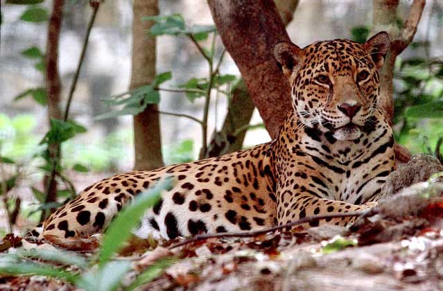  IGDA/Dani-Jeske     ЯГУАР – хищник, внешне похожий на леопарда, самый крупный вид семейства кошачьих в Америке.