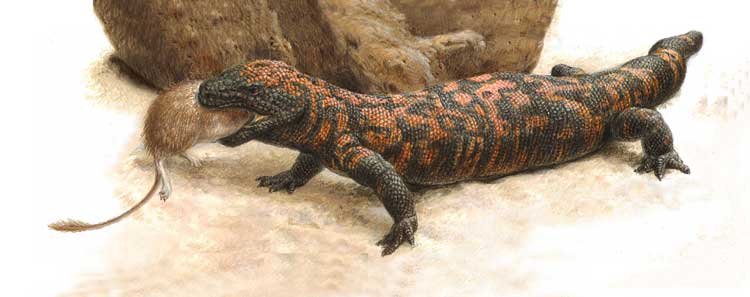 ЯДОЗУБ ЖИЛАТЬЕ – ядовитая ящерица, обычная на юго-западе США и в Мексике. Atlas Edition's Artwork