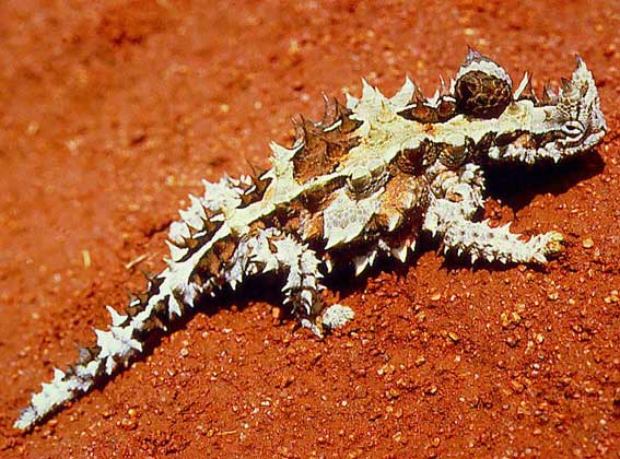 МОЛОХ – причудливого вида ящерица, живущая в песчаных пустынях на юге и западе Австралии. IGDA/Dani-Jeske